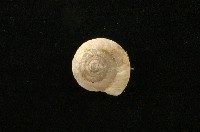 老子盾蝸牛藏品圖，第1張